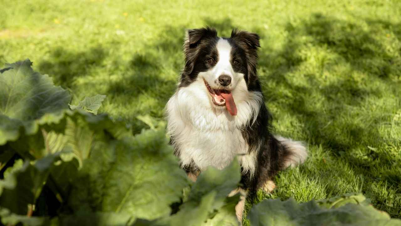 Border Collie