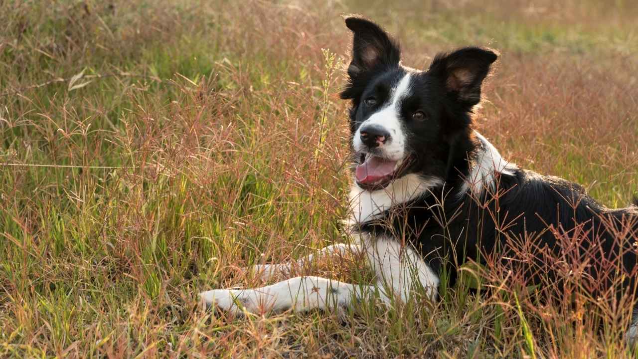 Border Collie