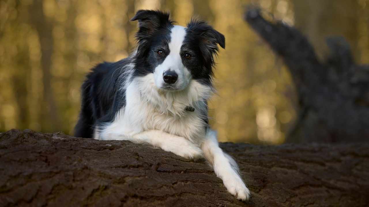 Border Collie