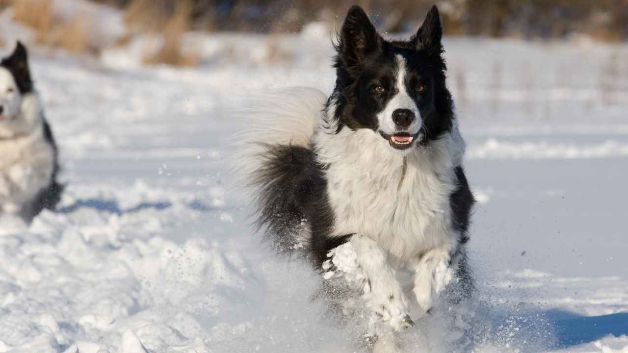 Border Collie