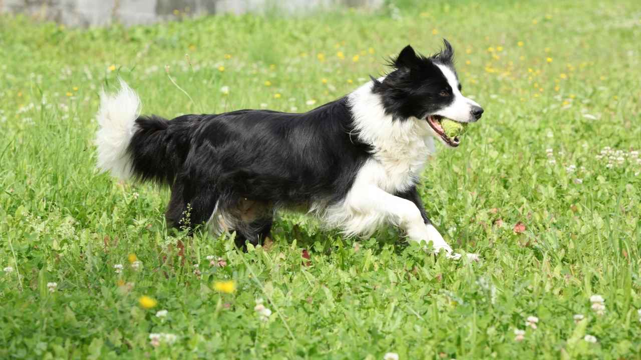 Border Collie