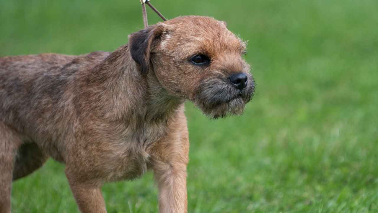 Border Terrier