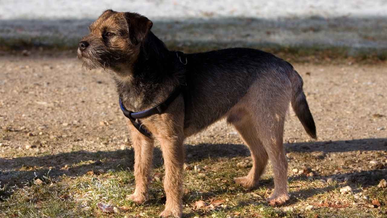 Border Terrier