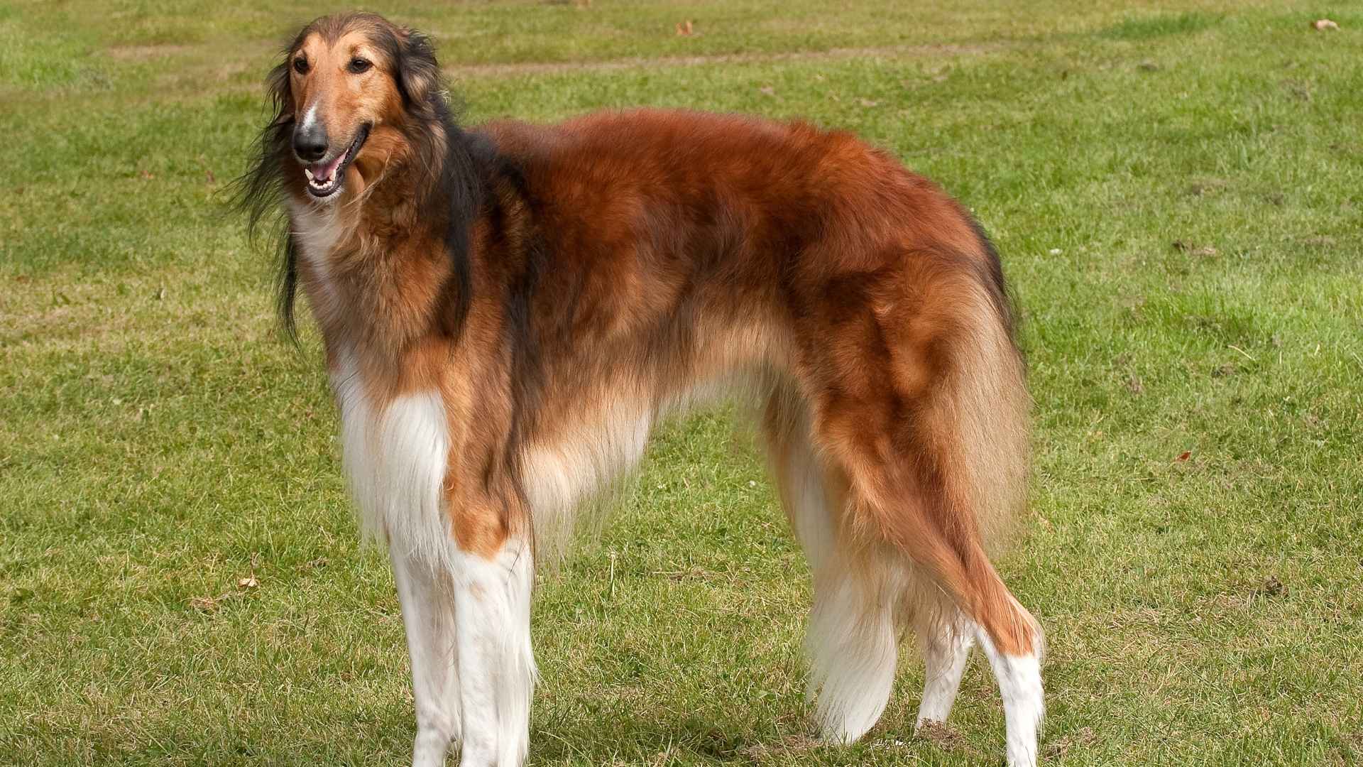 Borzoi