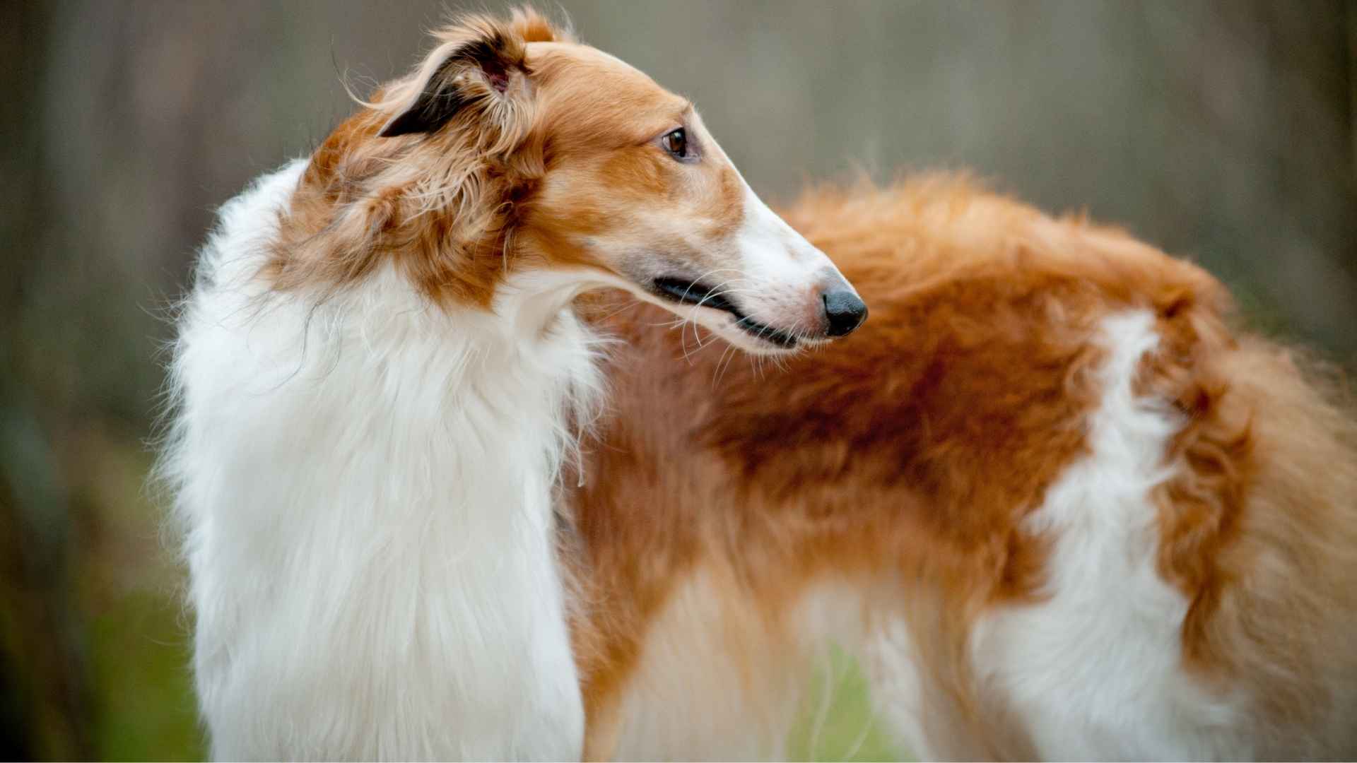 Borzoi