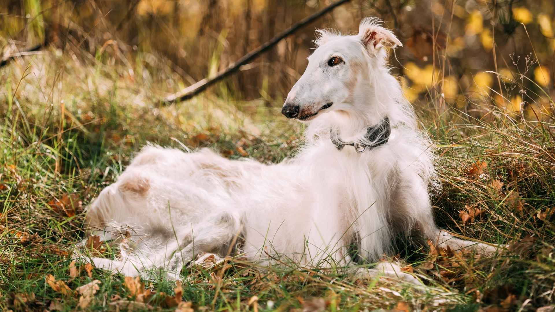 Borzoi