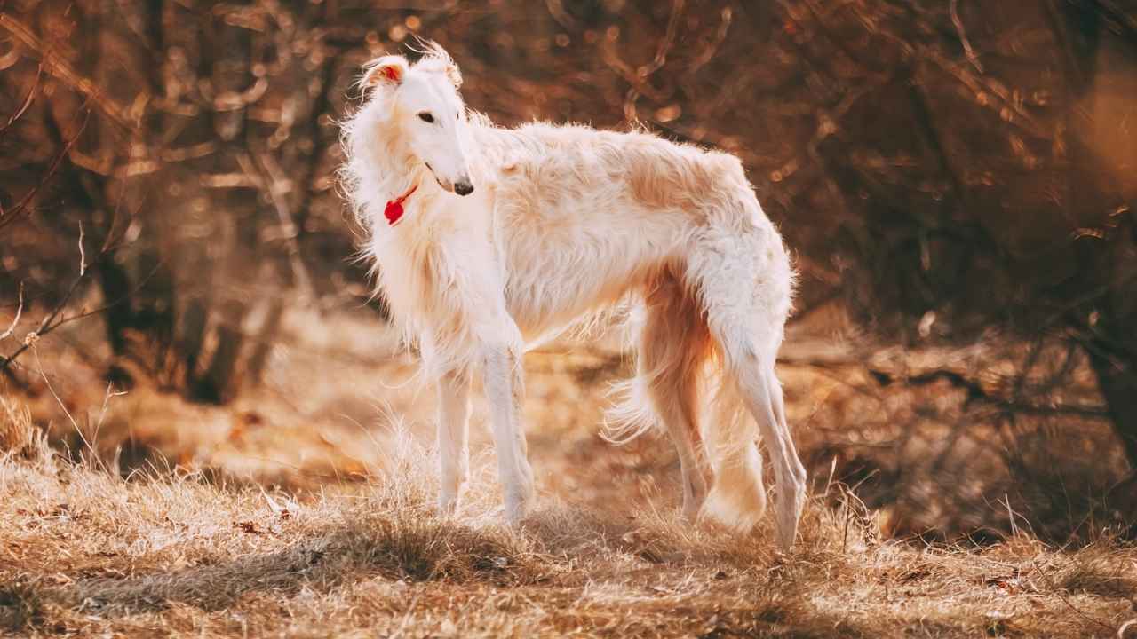 Borzoi