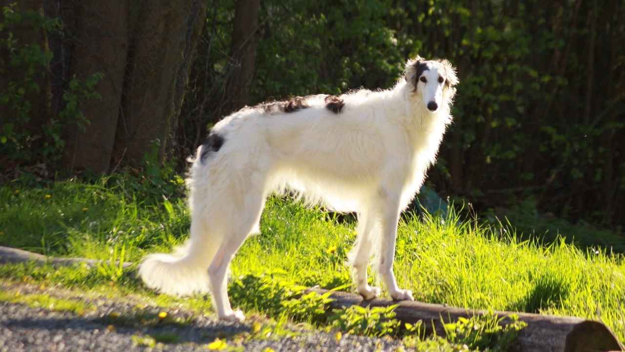 Borzoi