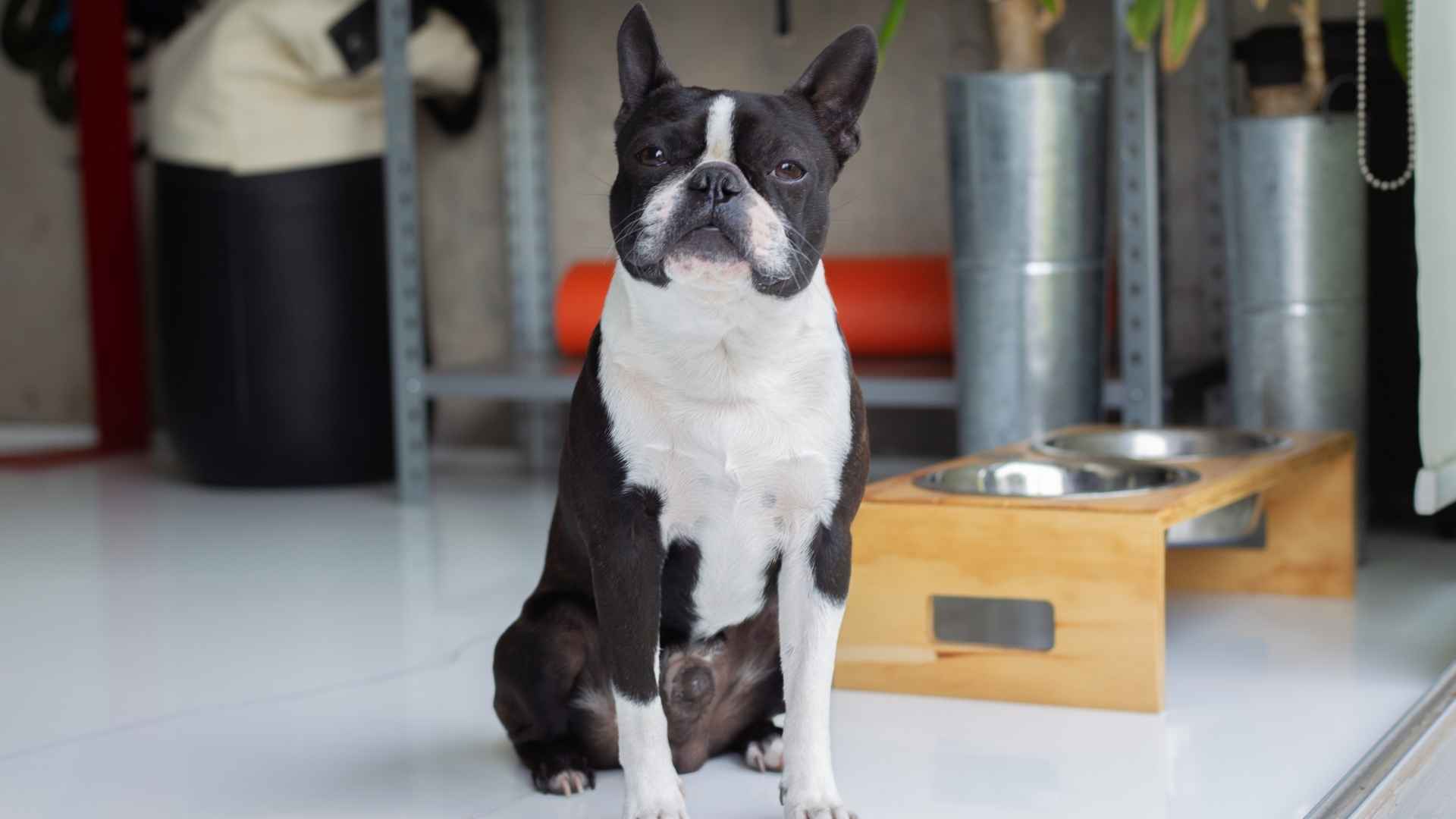 Boston Terrier