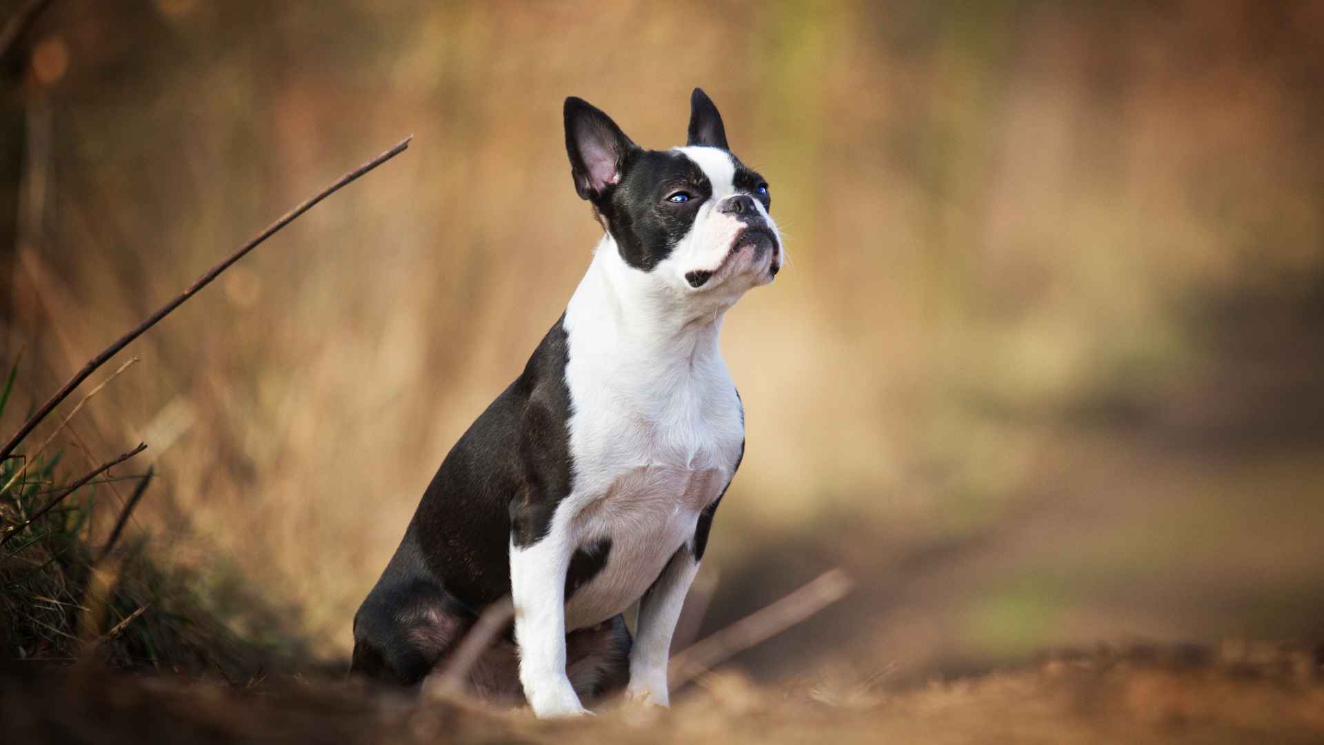 Boston Terrier