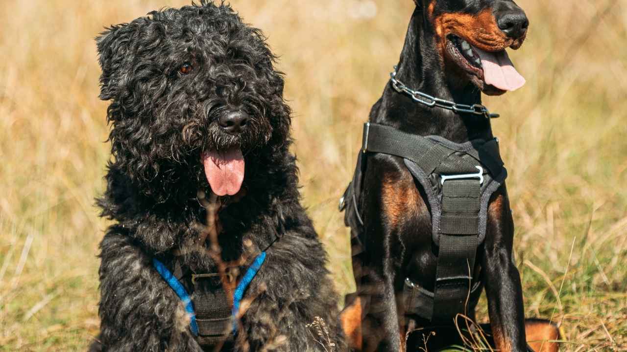 Bouvier des Flandres