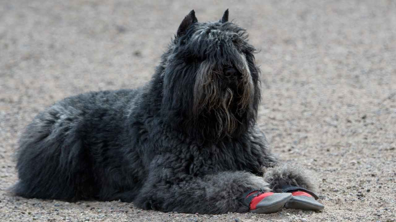 Bouvier des Flandres