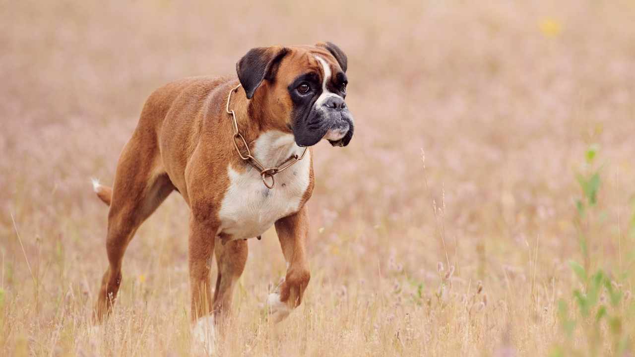 Boxer