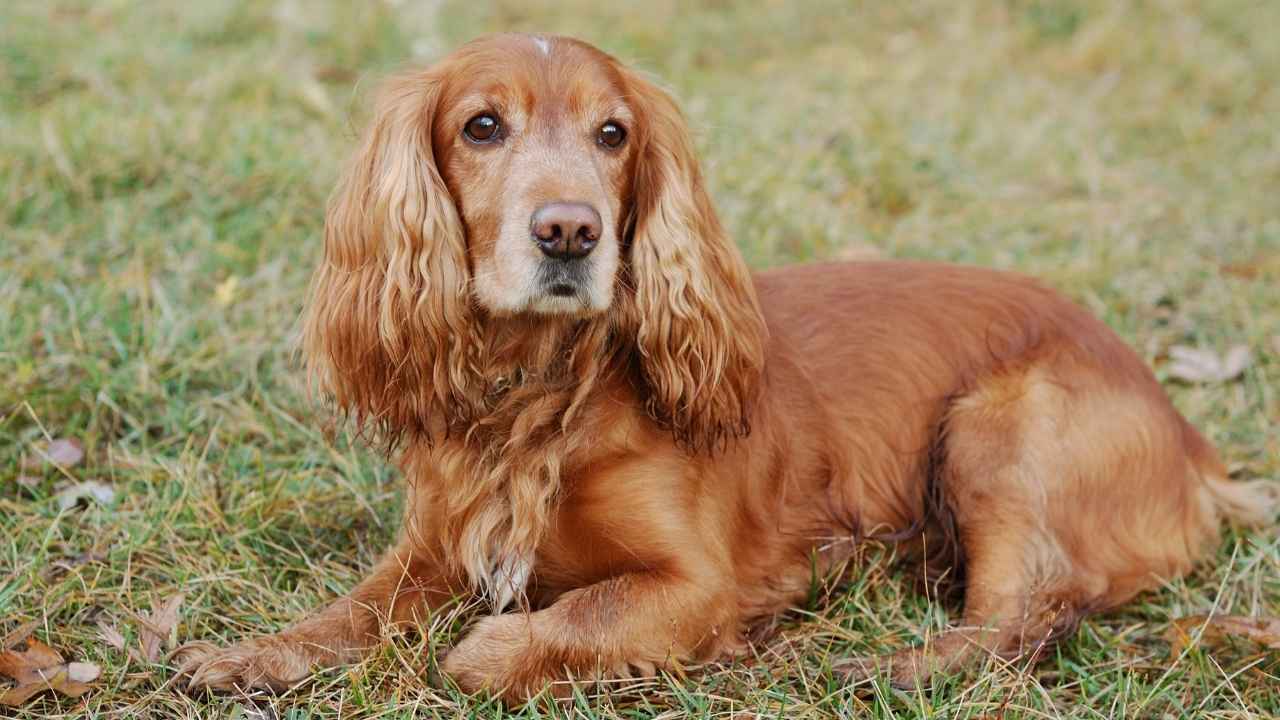 Boykin Spaniel