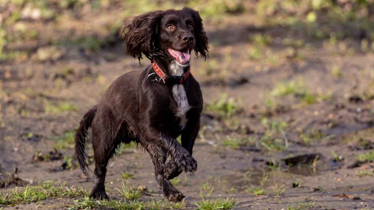 Boykin Spaniel