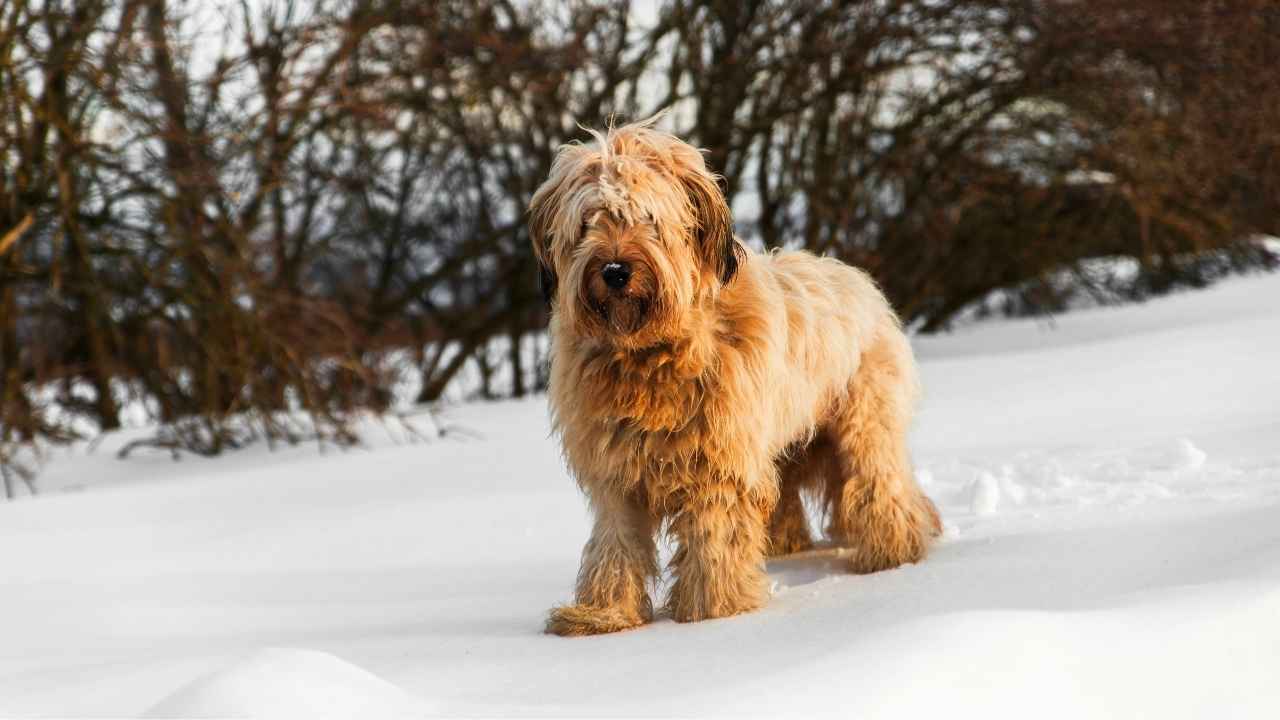 Briard