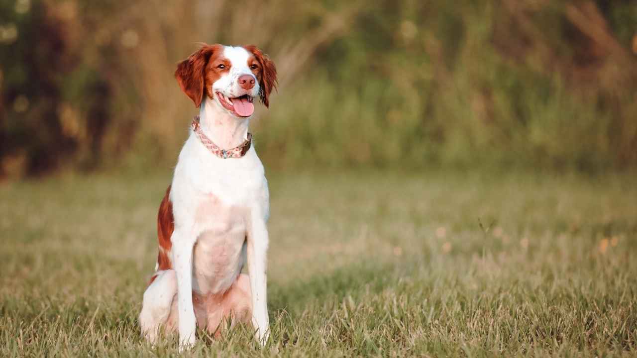 Brittany Spaniel