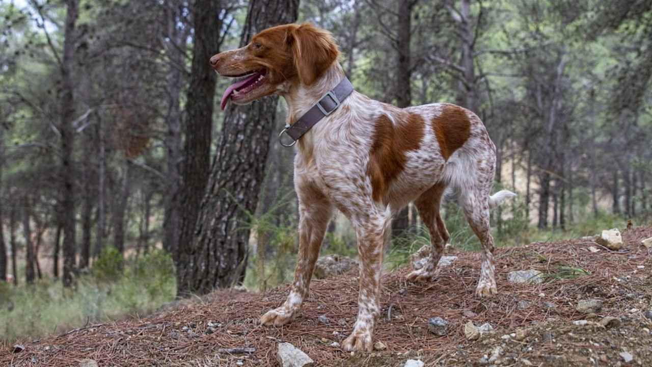 Brittany Spaniel