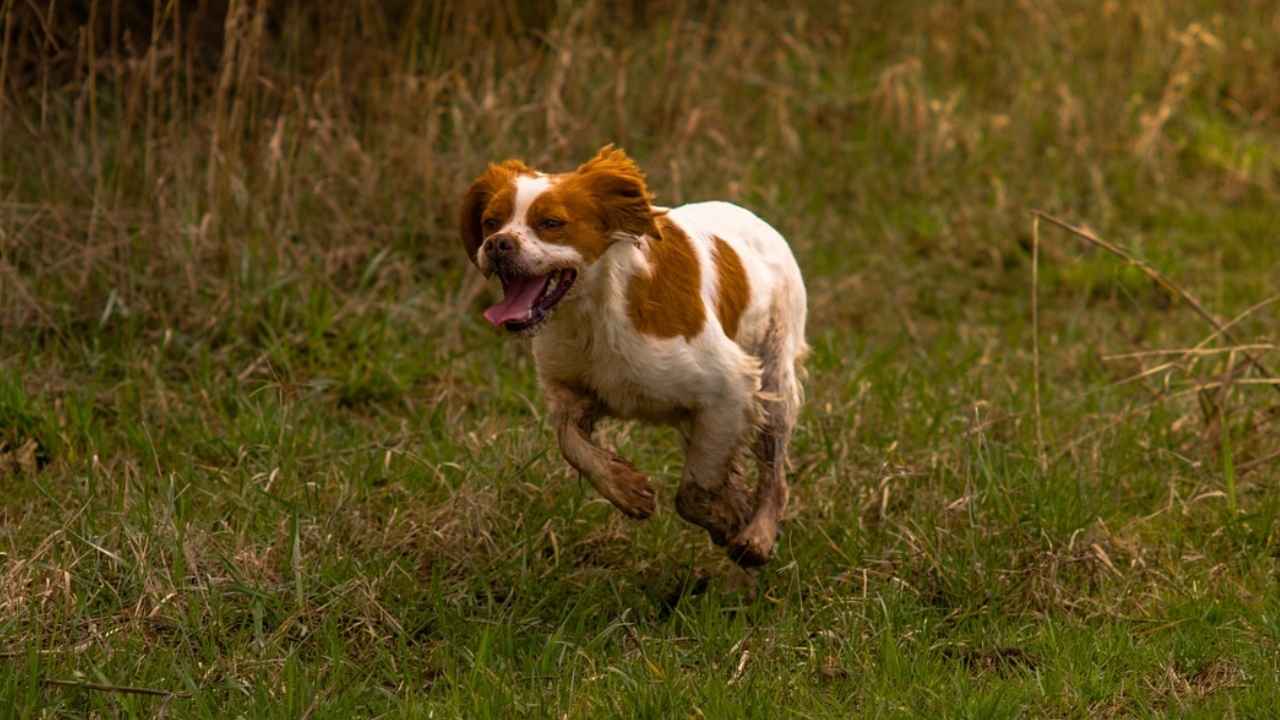 Brittany Spaniel