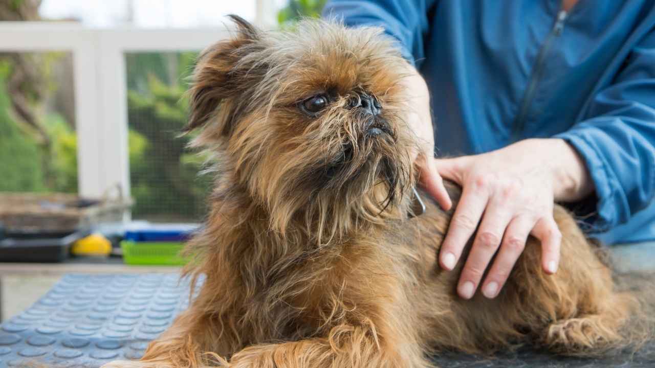 Brussels Griffon