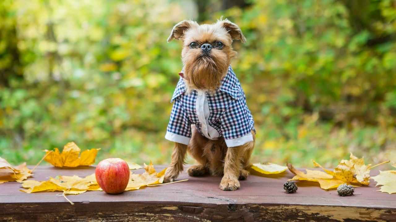 Brussels Griffon