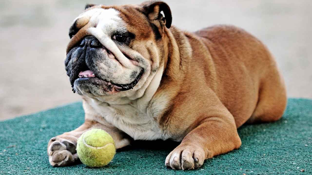 Bulldog