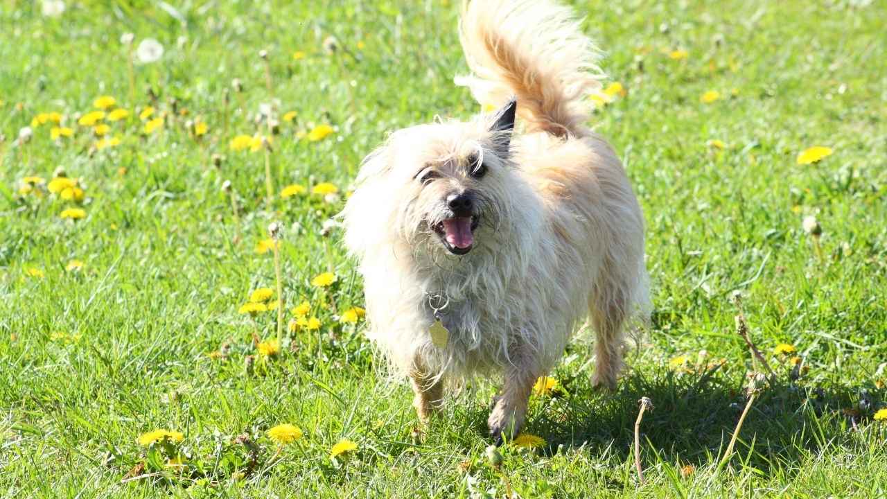 Cairn Terrier