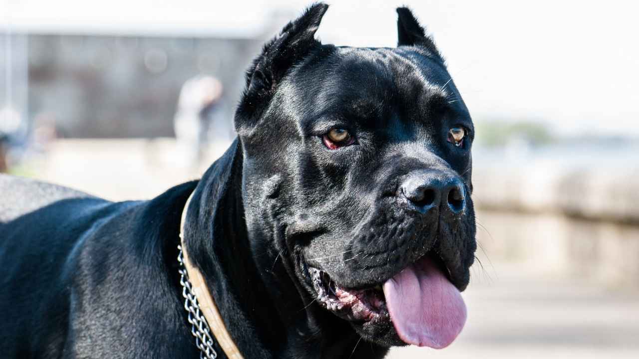 Cane Corso