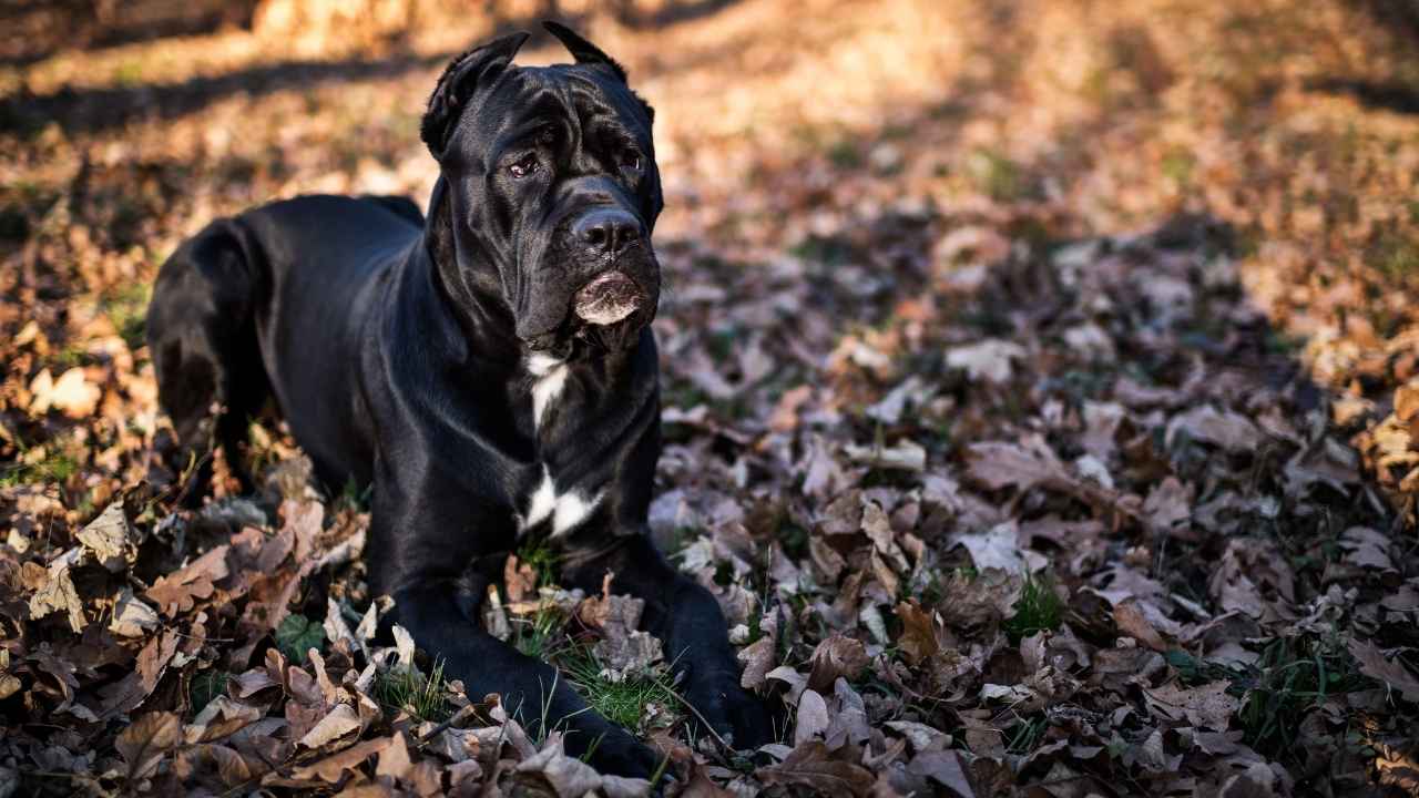 Cane Corso