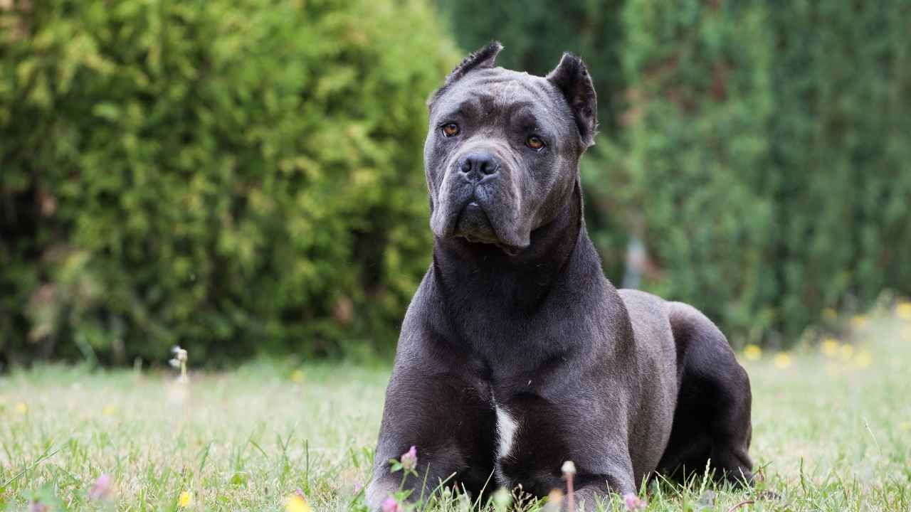 Cane Corso