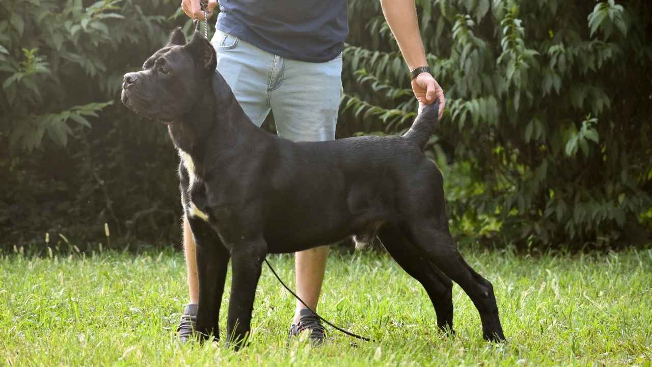 Cane Corso