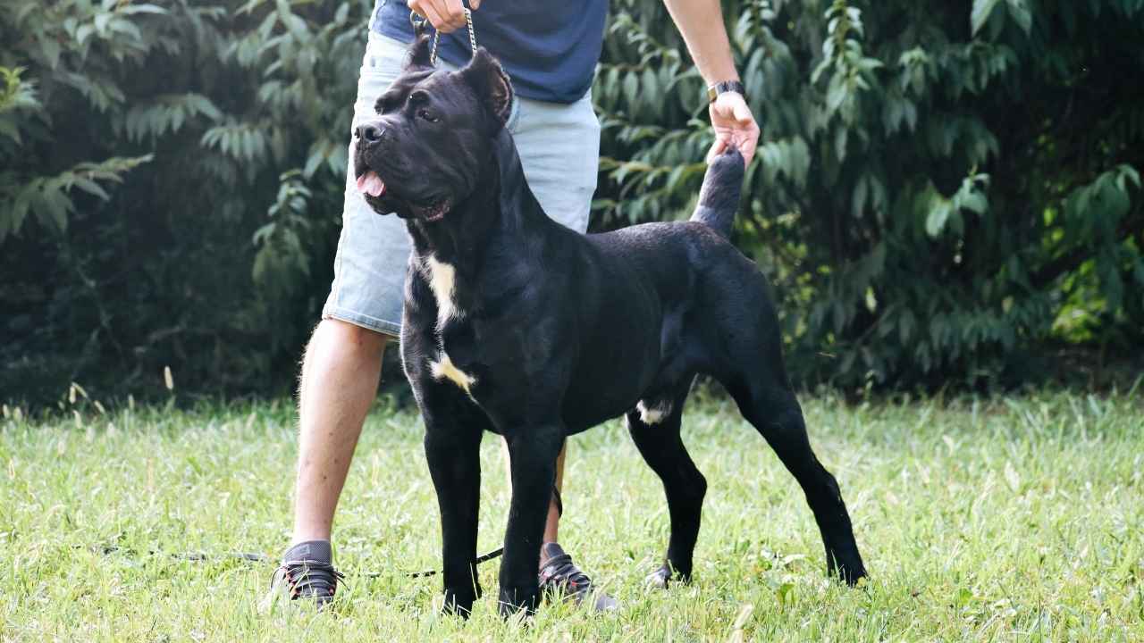 Cane Corso