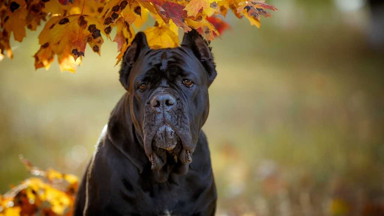 Cane Corso