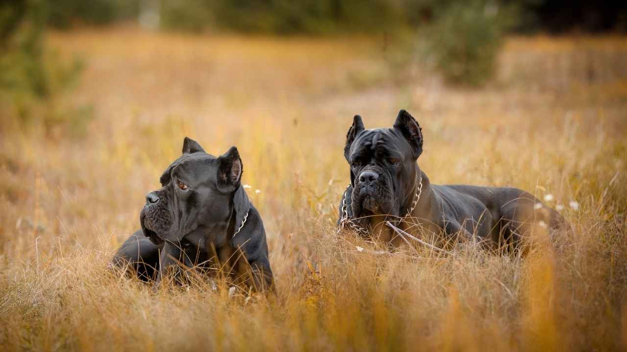 Cane Corso