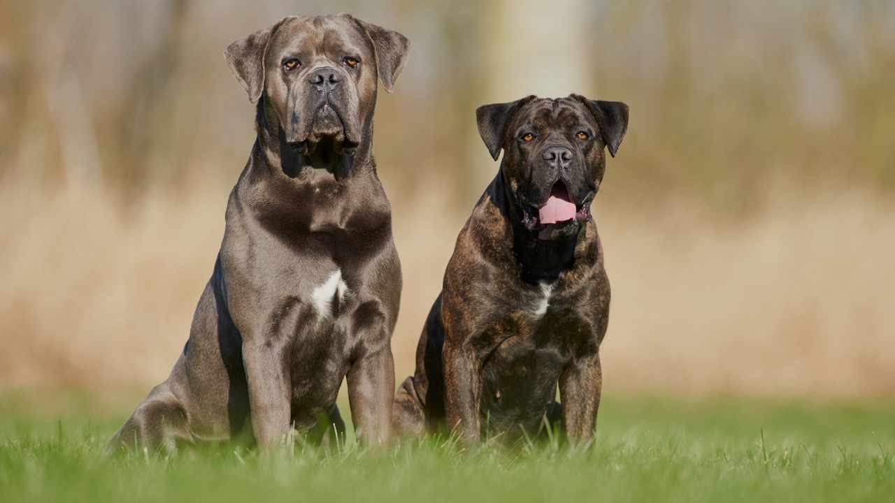 Cane Corso