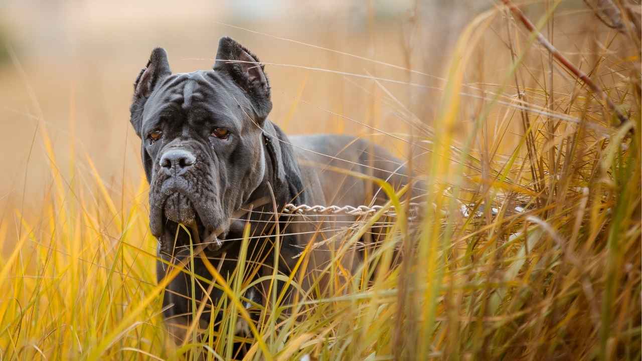 Cane Corso