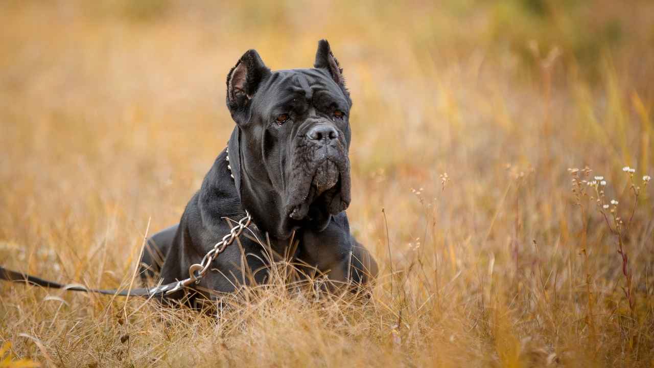 Cane Corso