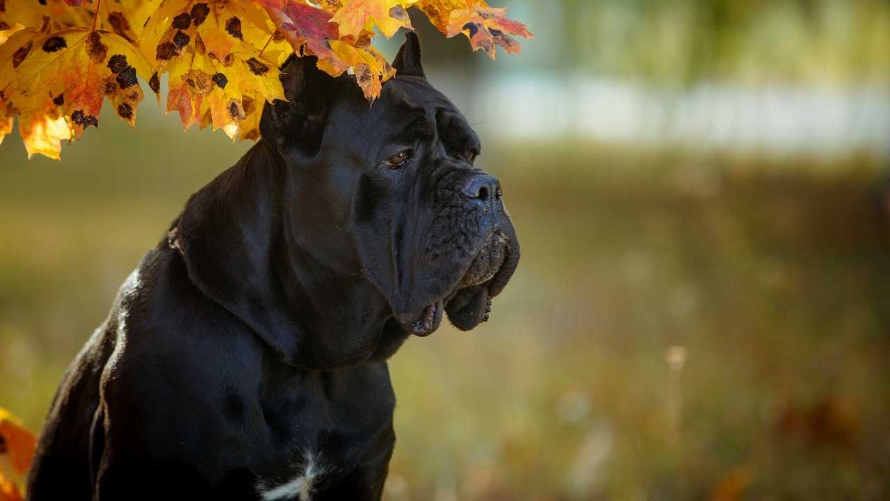 Cane Corso