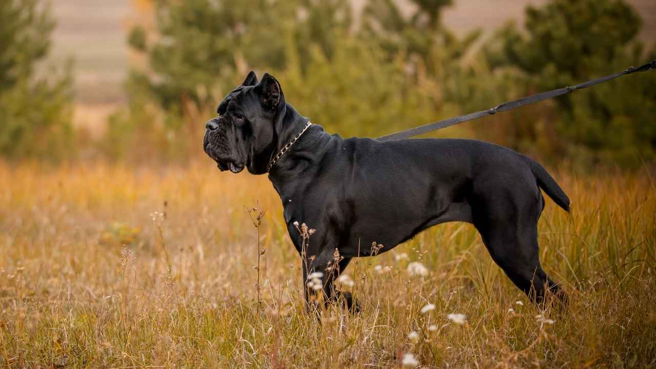 Cane Corso