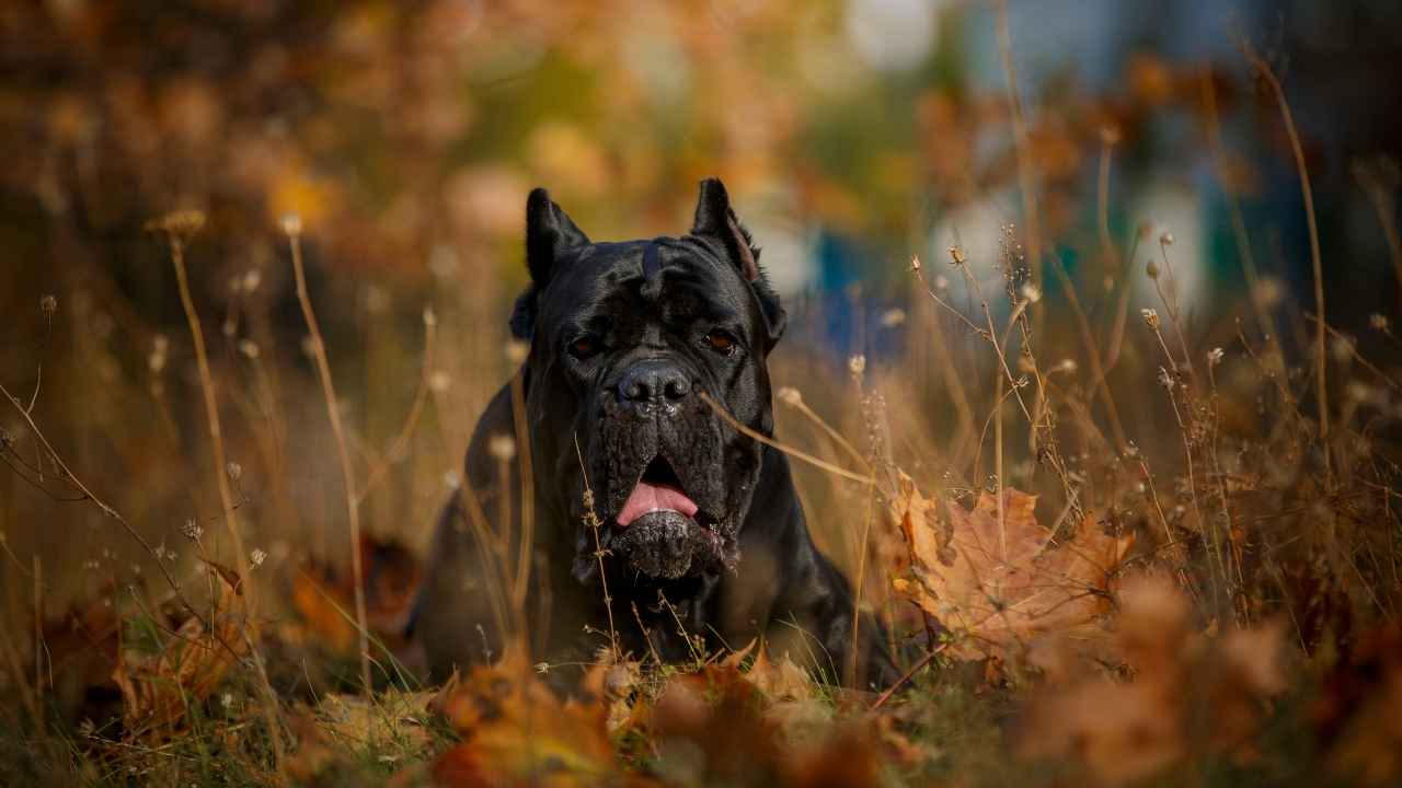 Cane Corso