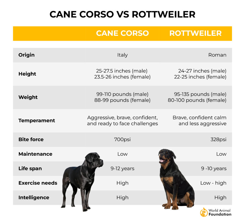 Cane-Corso-vs-Rottweiler