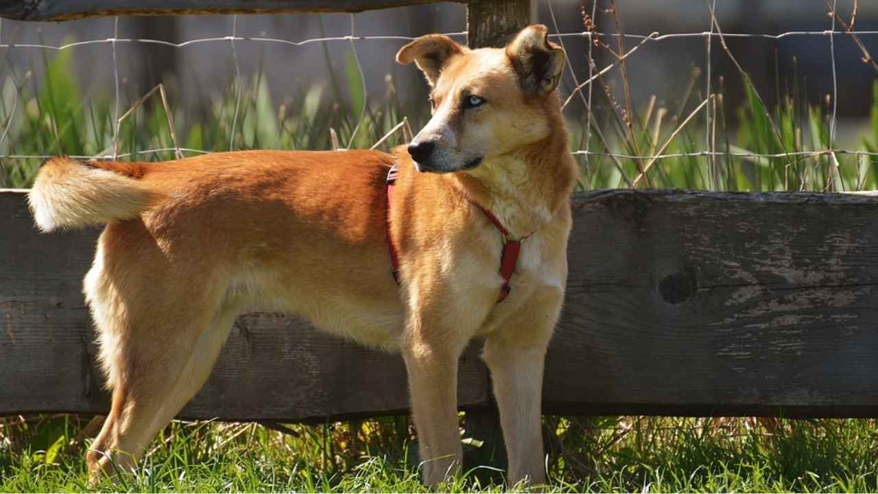 Carolina Dog