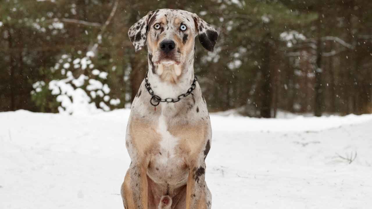 Catahoula Leopard Dog