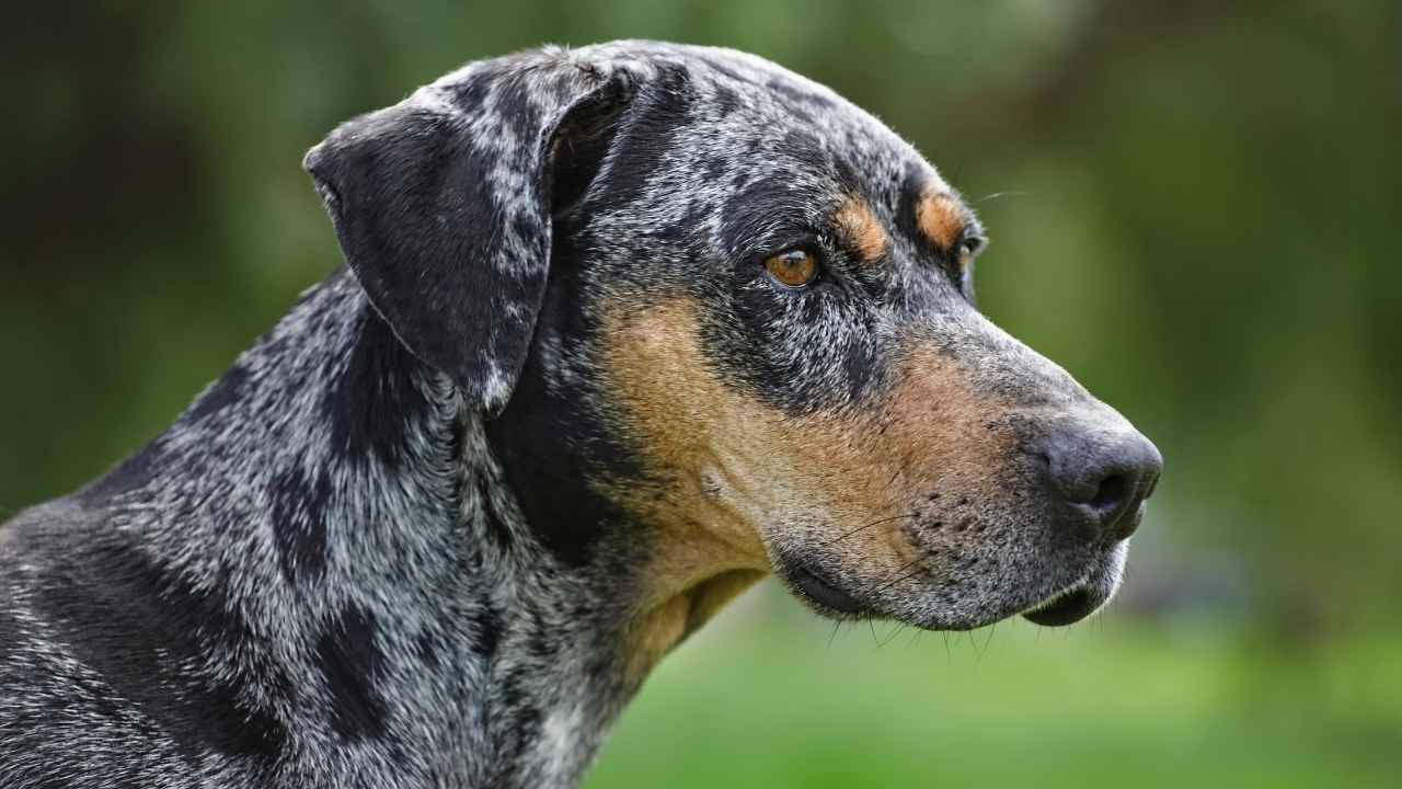 Catahoula Leopard Dog