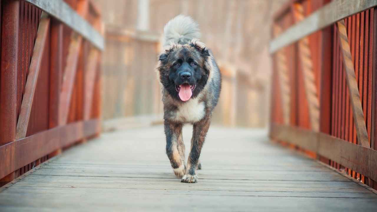 Caucasian Shepherd