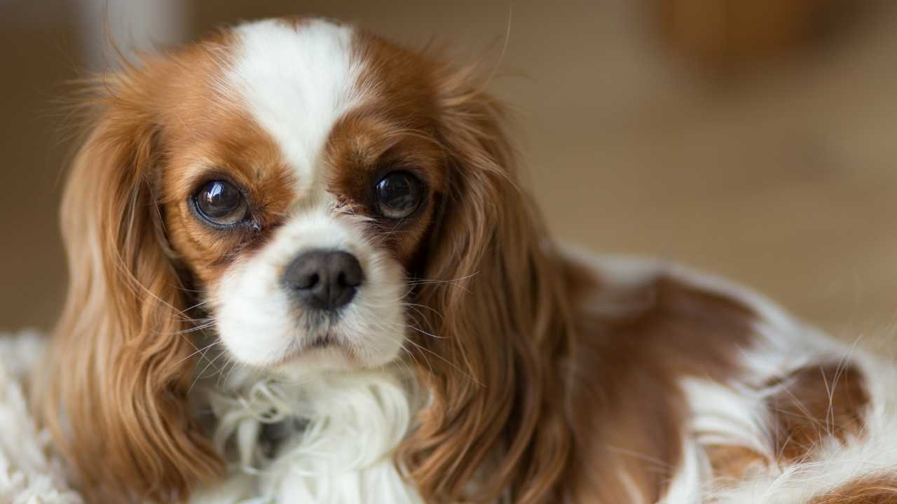 Cavalier King Charles Spaniel