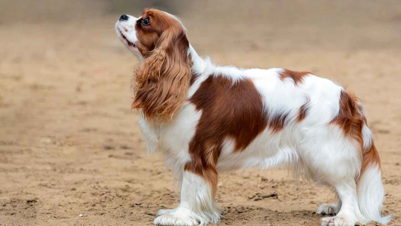 Cavalier King Charles Spaniel