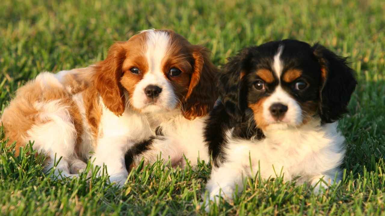 Cavalier King Charles Spaniel