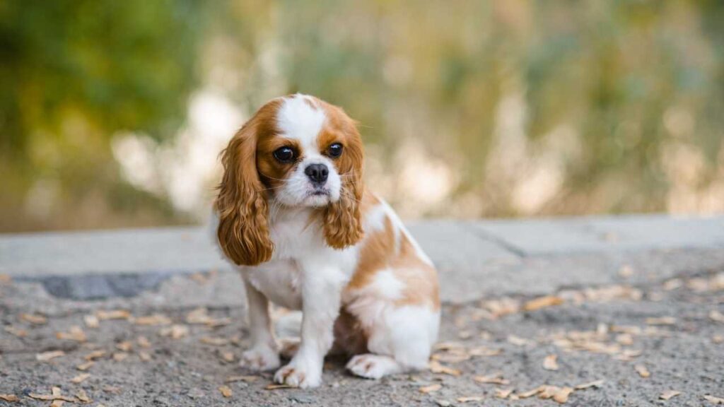 Cavalier King Charles Spaniels