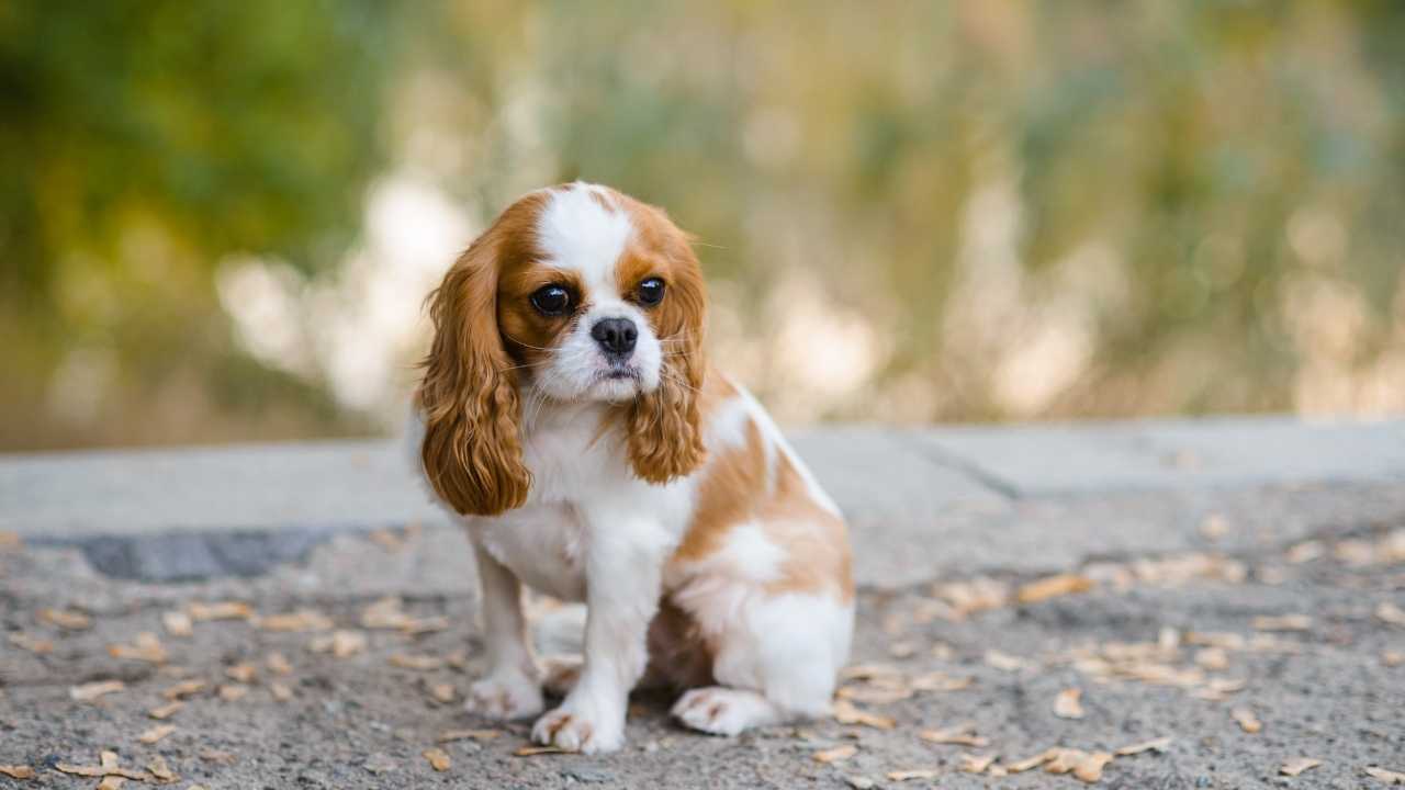 Cavalier King Charles Spaniel